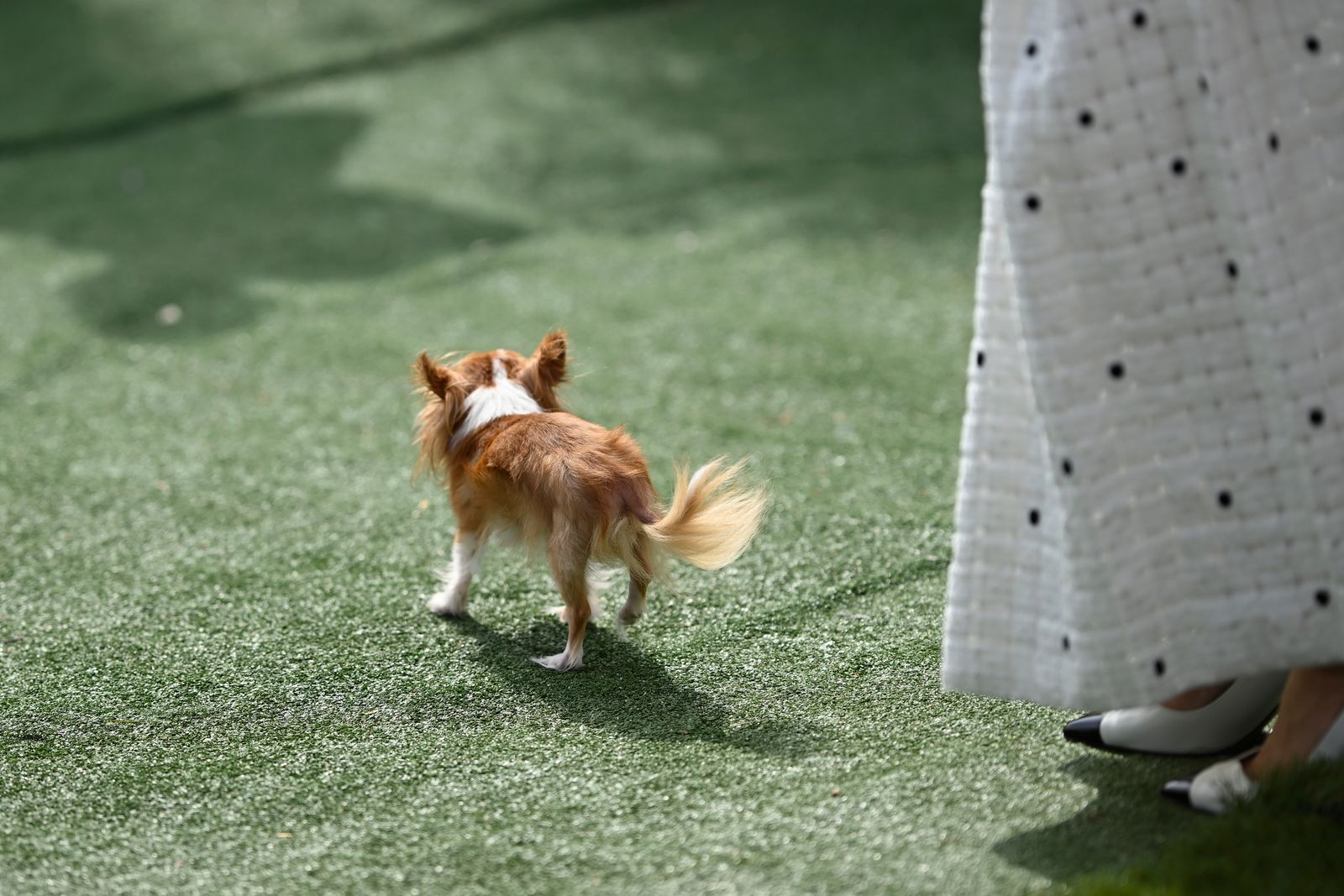 Pilaf walking away across bright green ground.