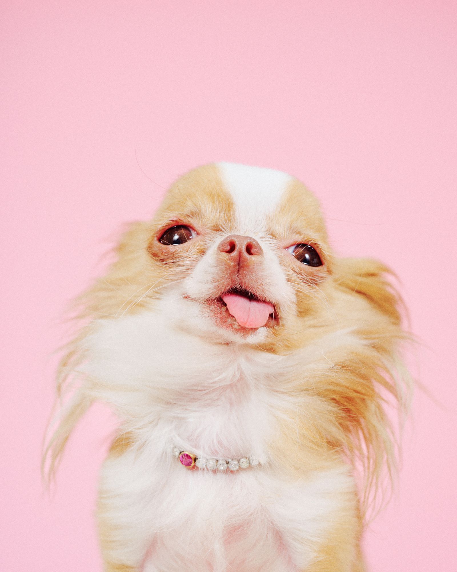 Close portrait of Pilaf on a blush pink background.