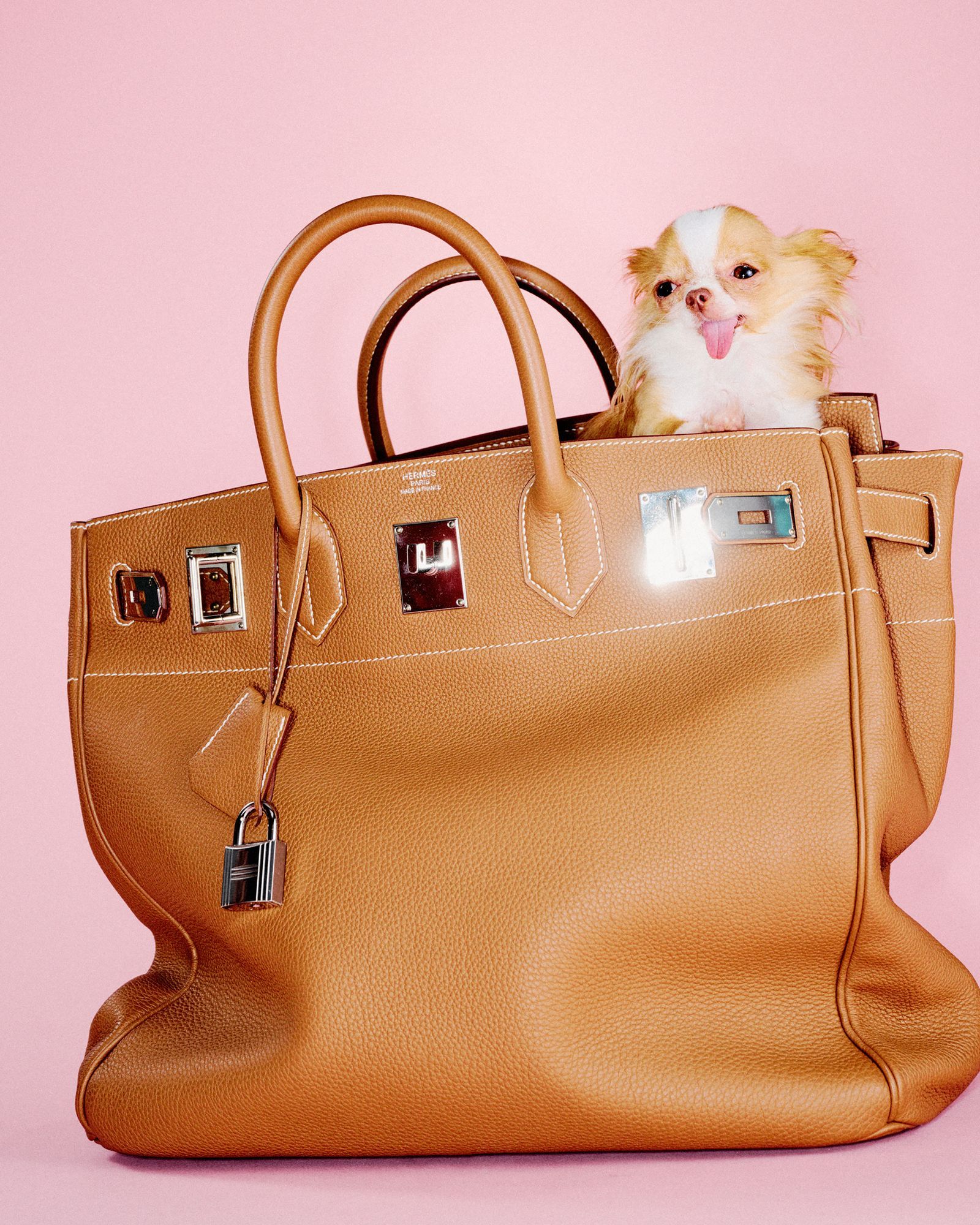 Pilaf peering out of an oversized tan leather handbag.