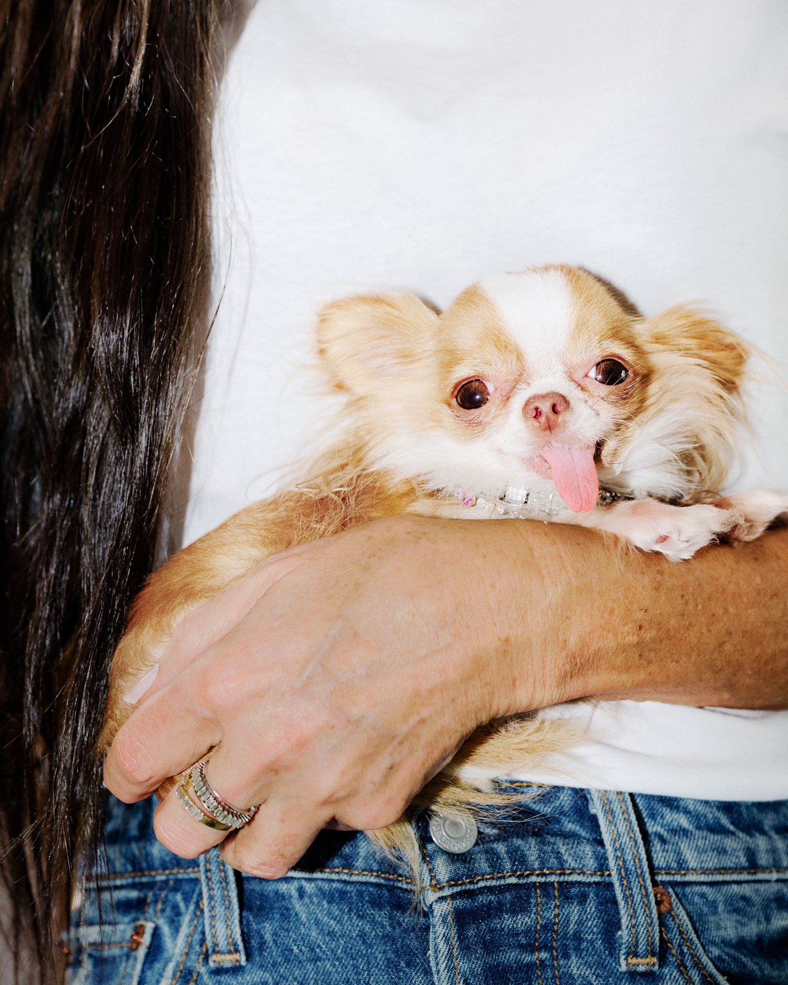 Pilaf held close in a crooked arm, wearing a crystal collar, against a white t-shirt and denim.